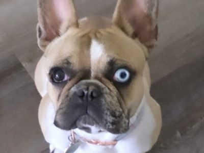 French Bulldog Frenchie Female