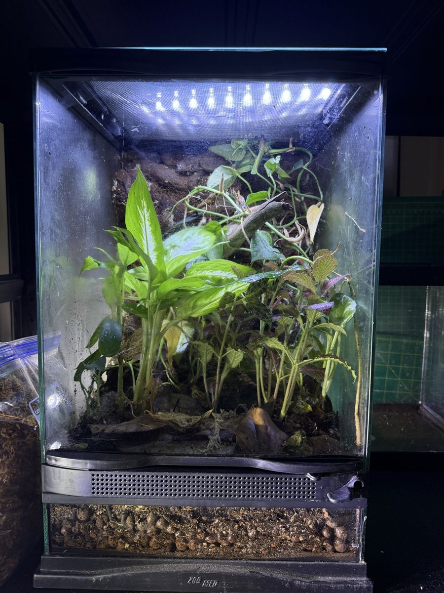 Reptile/ Frog/ Lizard/ Cages