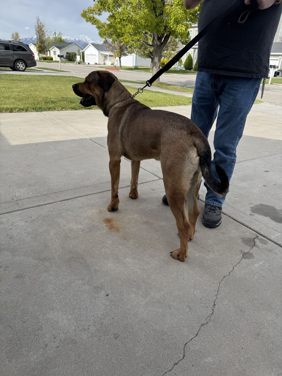English Mastiff/Rot mix
