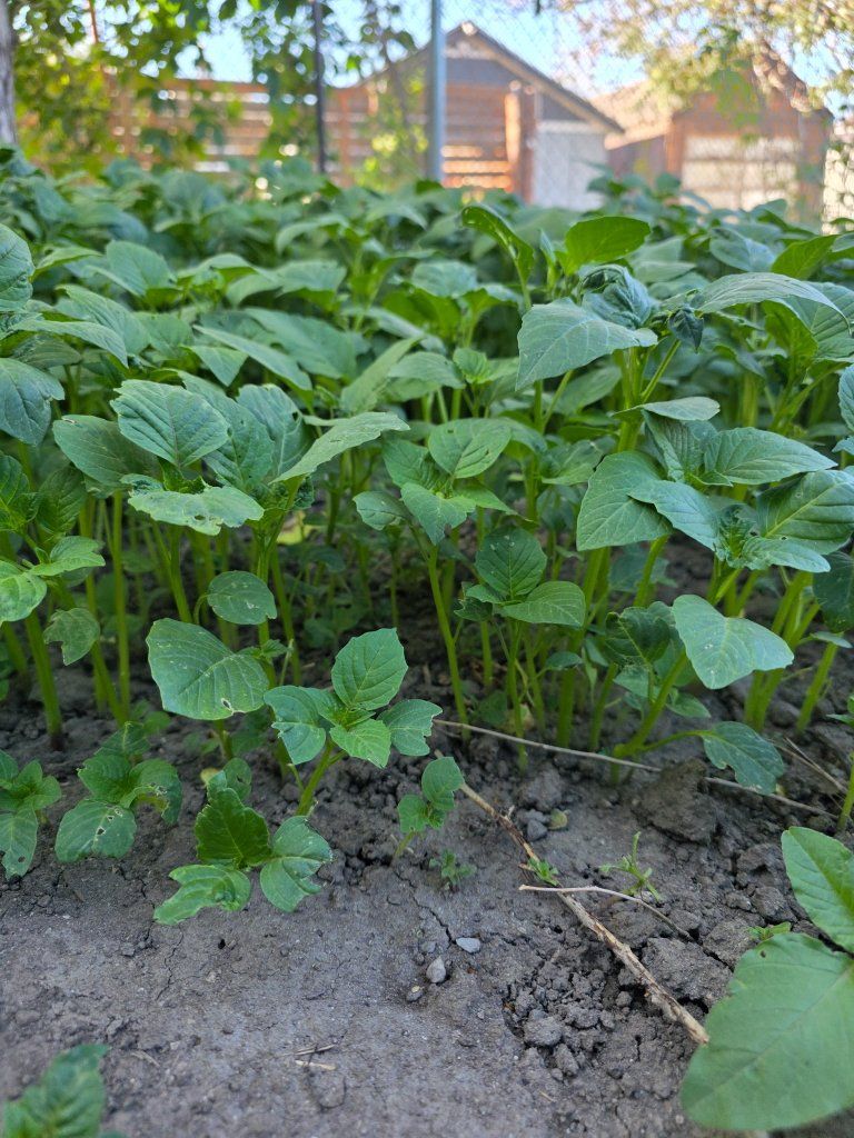 tomatillo plants