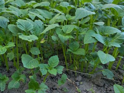 tomatillo plants