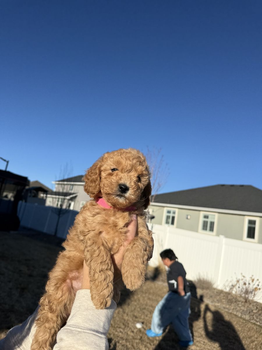 Micro golden doodles