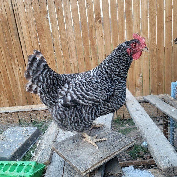 Barred Rock Laying Hens
