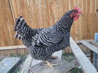 Barred Rock Laying Hens