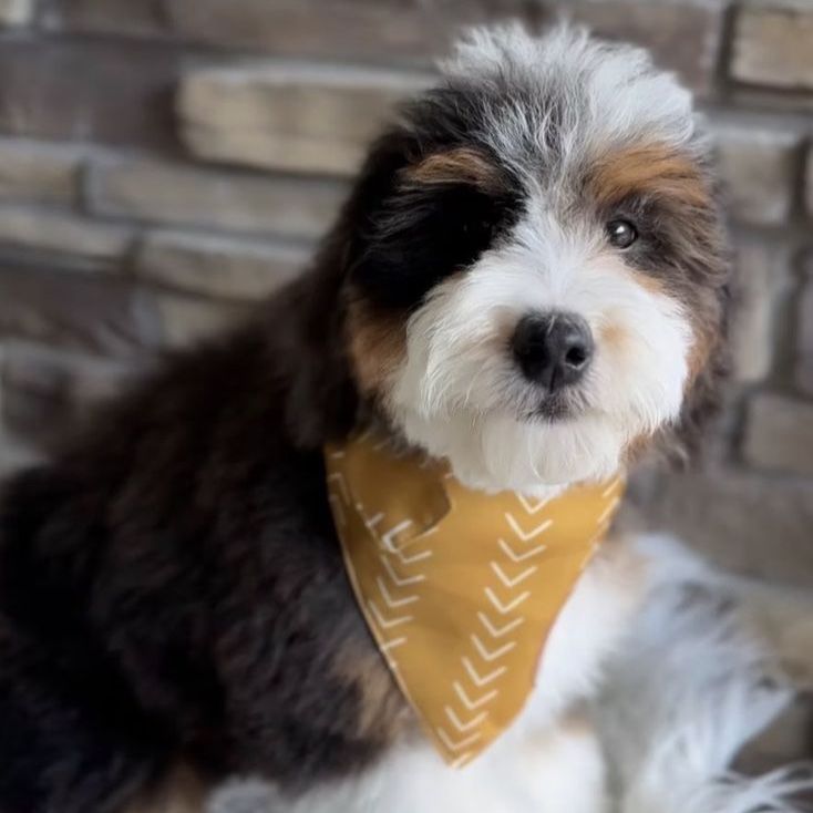 Bernedoodle