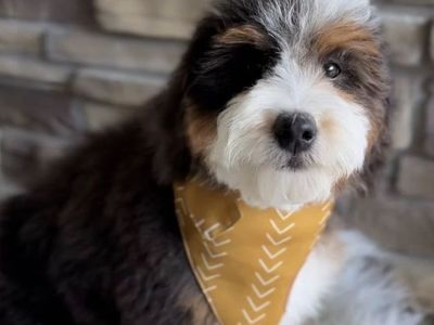 Bernedoodle