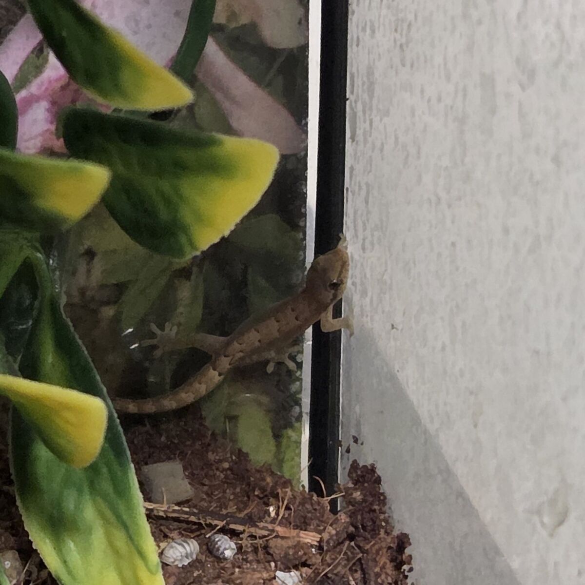 2 juv mourning geckos