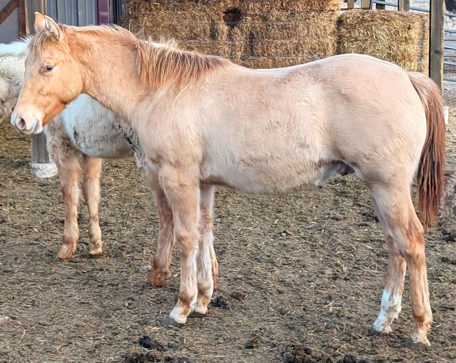 2025 AQHA Gold Champagne Dun yearling gelding, Family Horse!