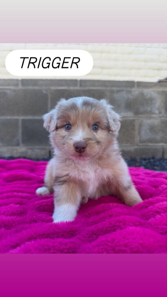 Mini Australian Shepherd Puppies