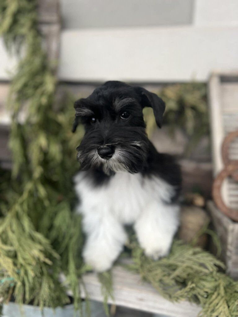 TRAINED Mini Schnauzer Puppy - Service Potential