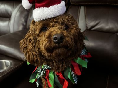 AKC Mini Red Poodle Stud