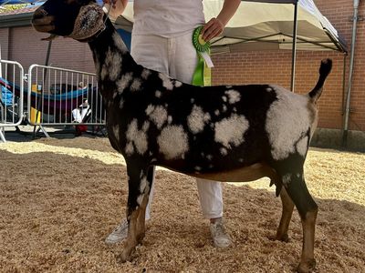 ADGA Dairy Goats