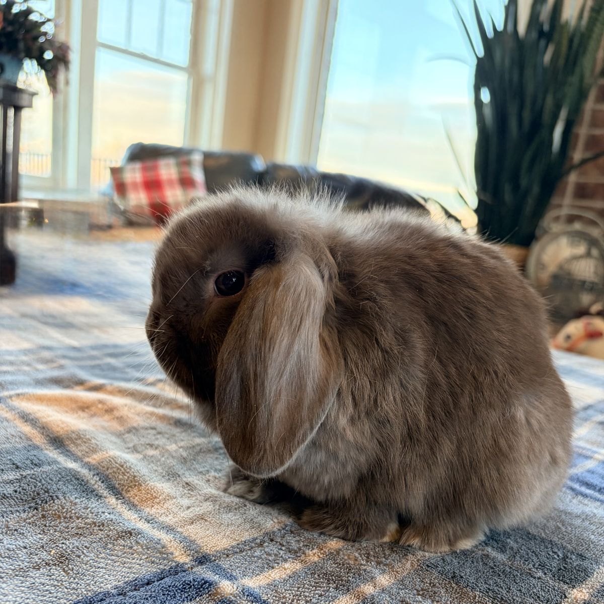 Chocolate Holland Lop