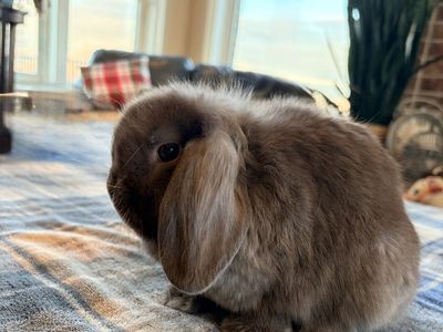 Chocolate Holland Lop