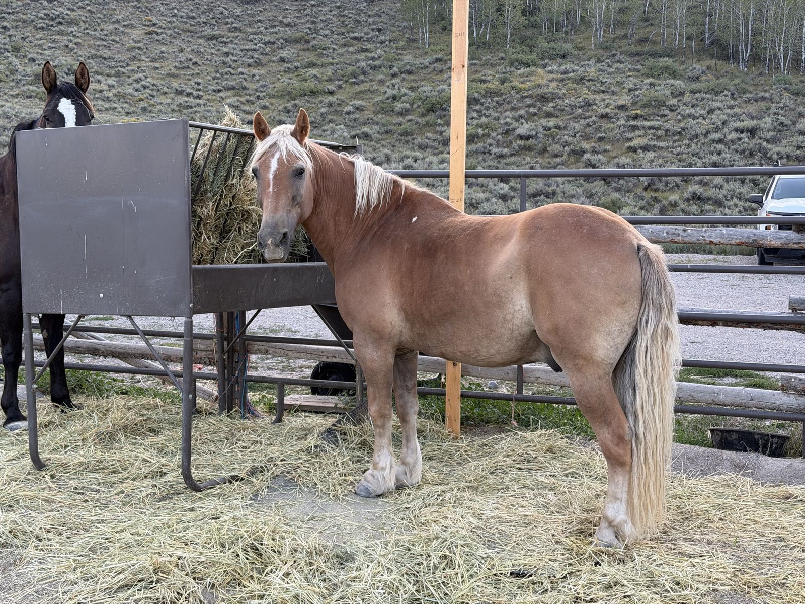 Palomino Gelding