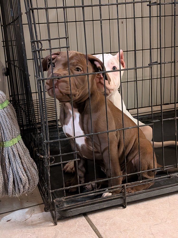Standard American bullies