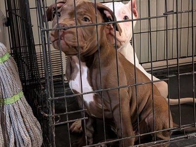 Standard American bullies