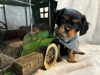 L@@K—-AKC Cavalier King Charles Spaniel Tiny Puppy