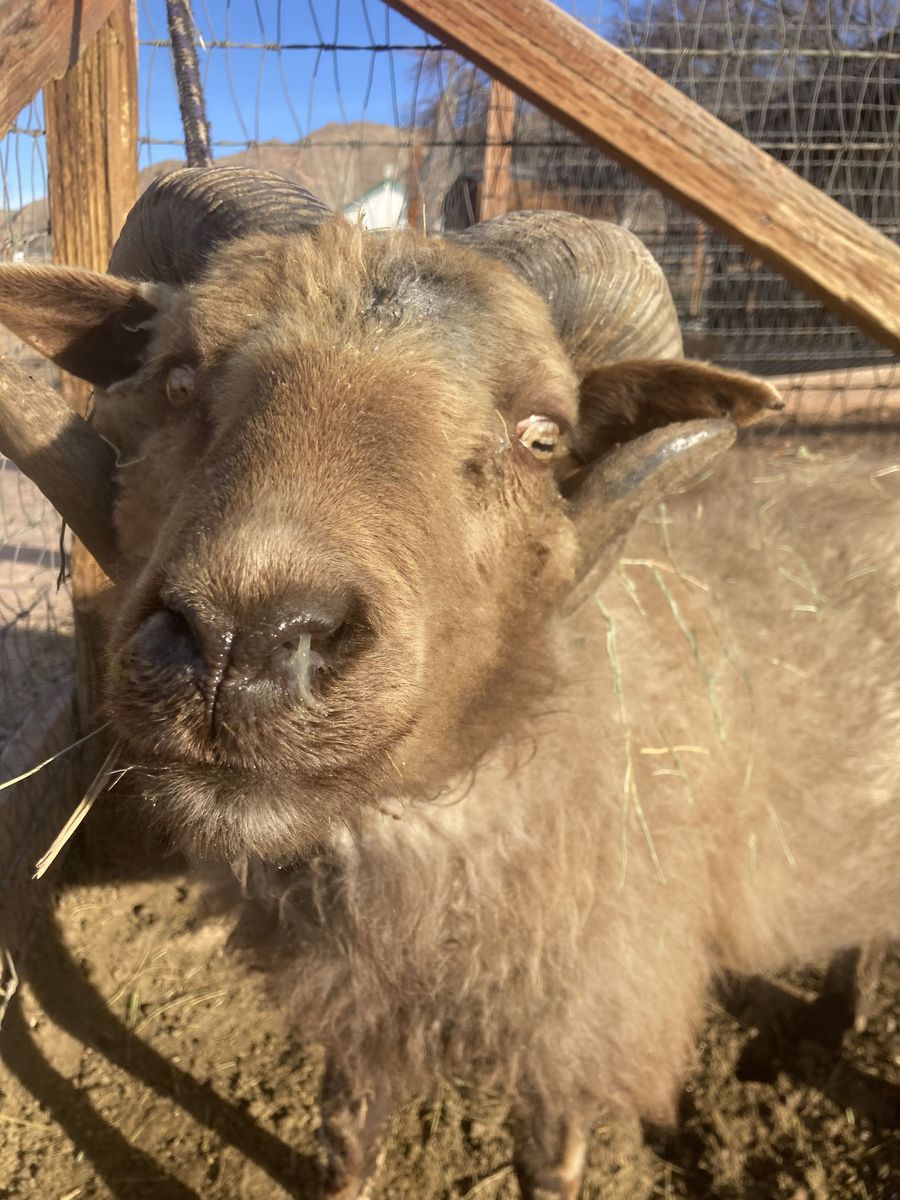 Proven Icelandic Ram