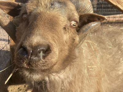 Proven Icelandic Ram