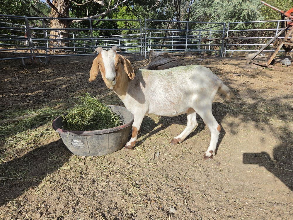 Boer does, meat goats, weed eaters