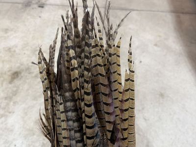 Pheasant (Crafting) Feathers