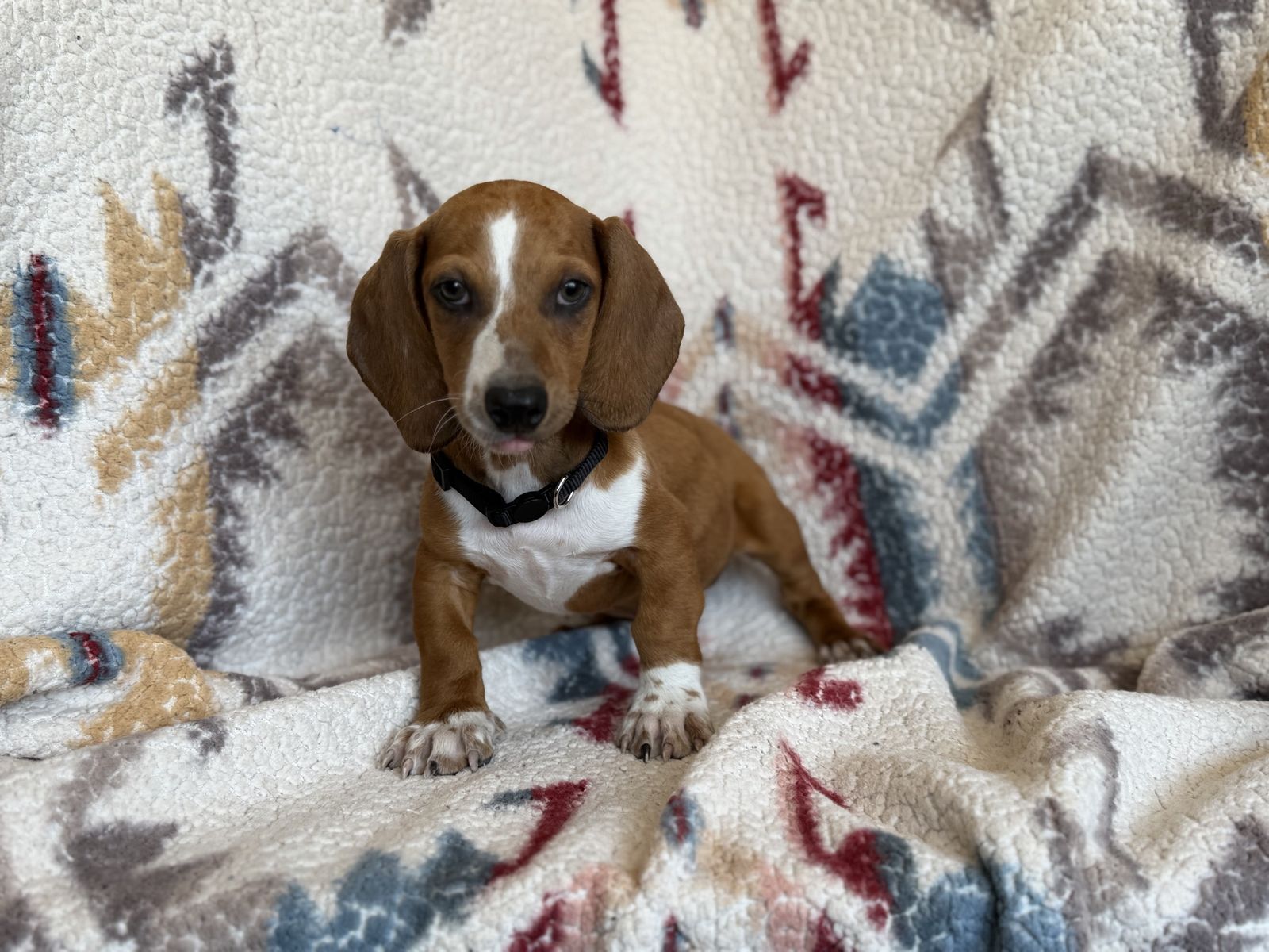 4 MALE DACHSHUNDS