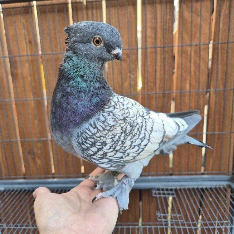Hand Raised Blondinette Classic Frill Pigeon
