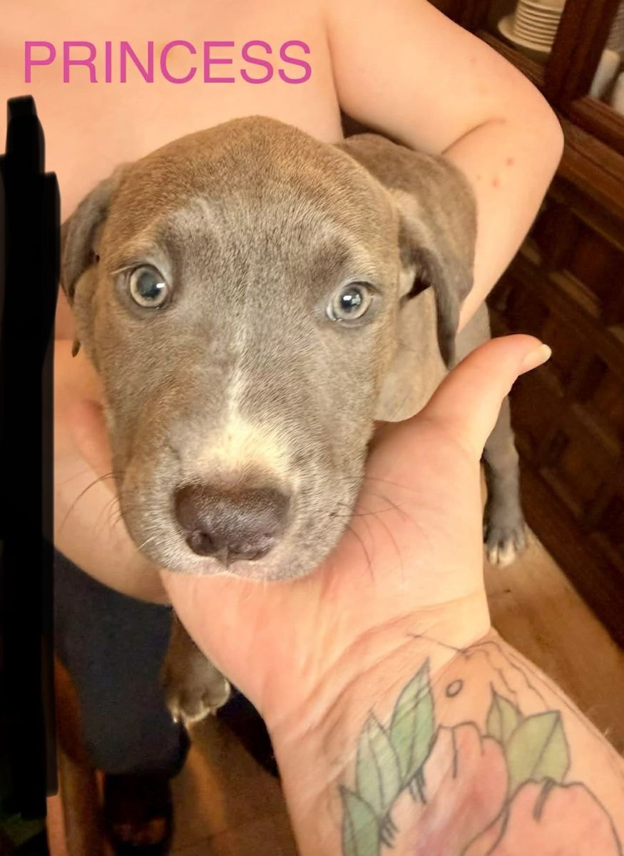 CANE CORSO PIT MIX & German Shepard Pit Mix