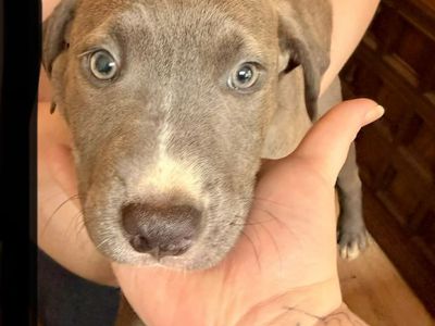 CANE CORSO PIT MIX & German Shepard Pit Mix