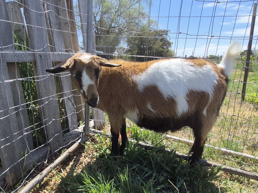 Bred Nigerian Dwarf Doe - Polled with Blue Eyes