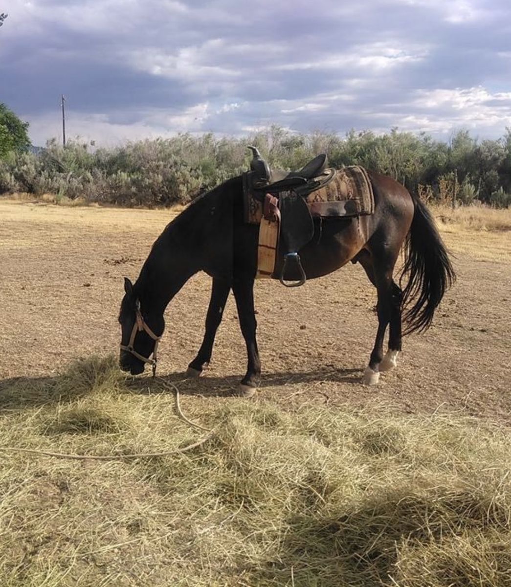 13-Year-Old Trail Gelding - Free Lease to Approved Home