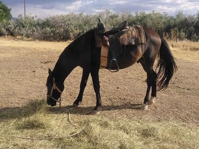13-Year-Old Trail Gelding - Free Lease to Approved Home