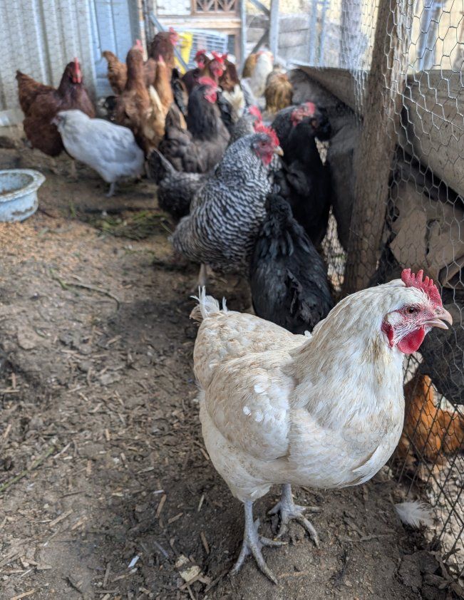 Prolific young layer hens