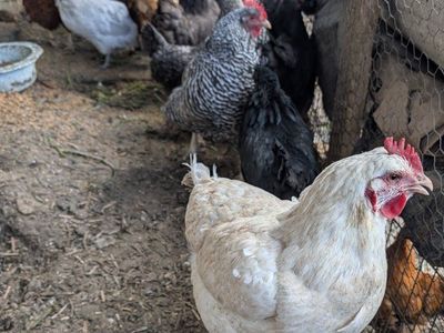 Prolific young layer hens