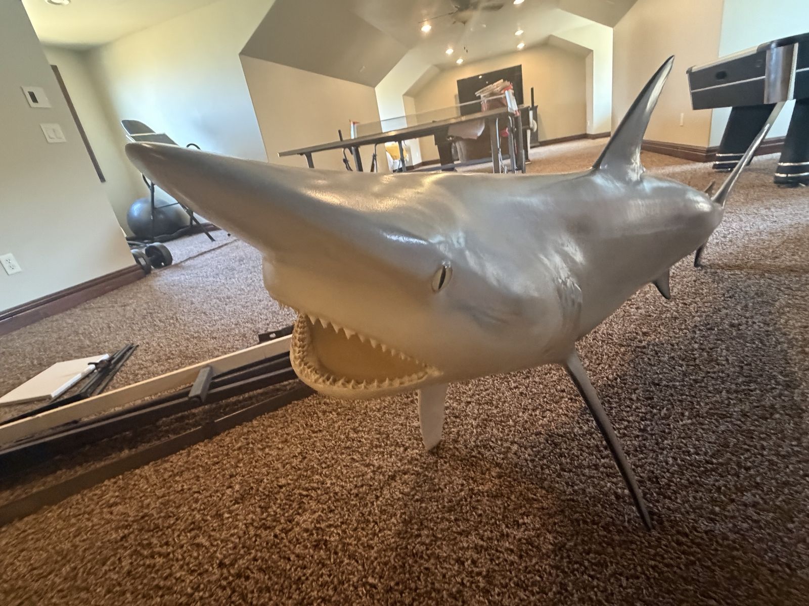 6-Foot Real Taxidermy Shark – Genuine Mounted Shark – Rare Statement Piece
