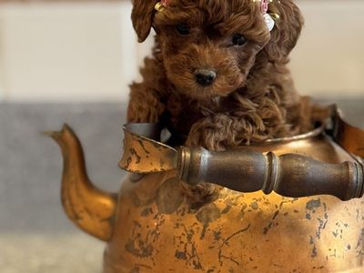 Tiny F1b Goldendoodles