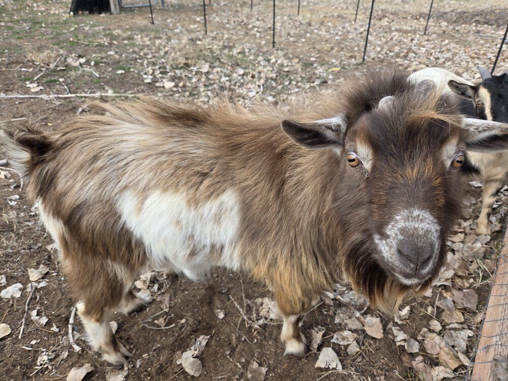 ADGA Nigerian Dwarf Goat Buck