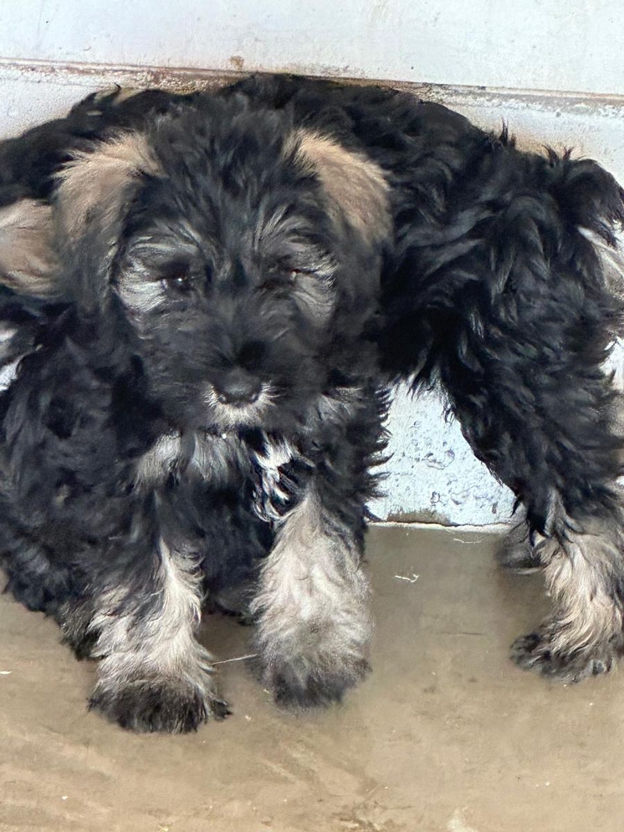 Adorable Schnauzer pups for SALE!