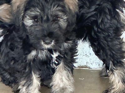 Adorable Schnauzer pups for SALE!