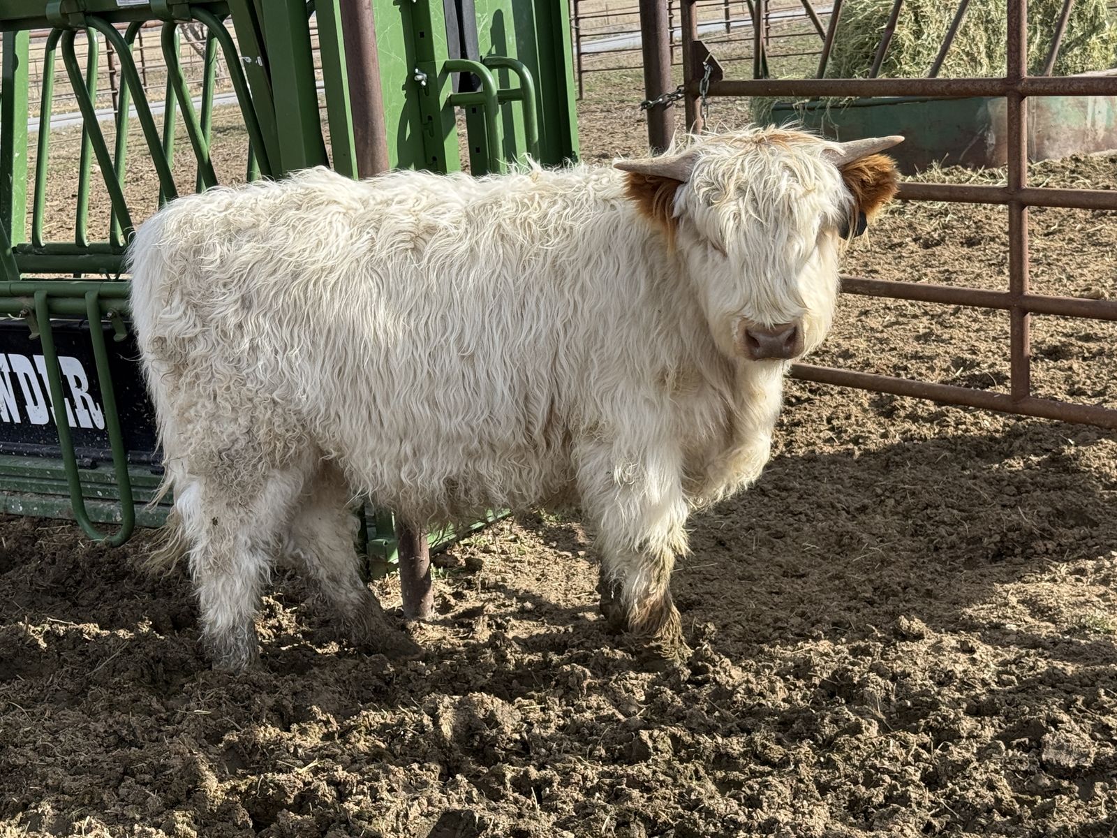 1 Year Old Highland Bull