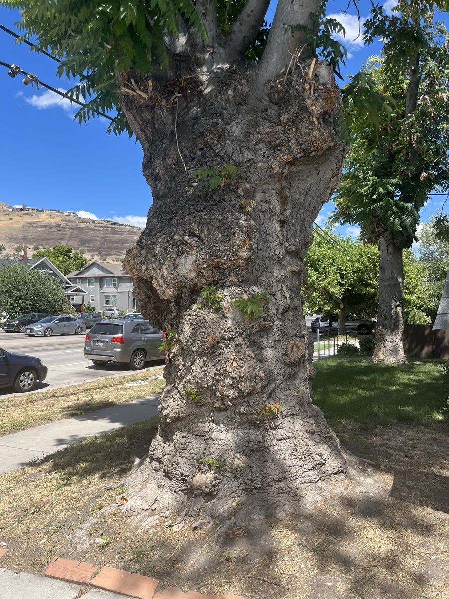 Two trees for harvesting