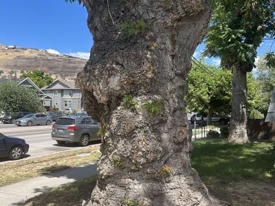 Two trees for harvesting