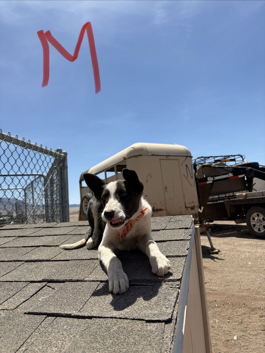 Border Collie