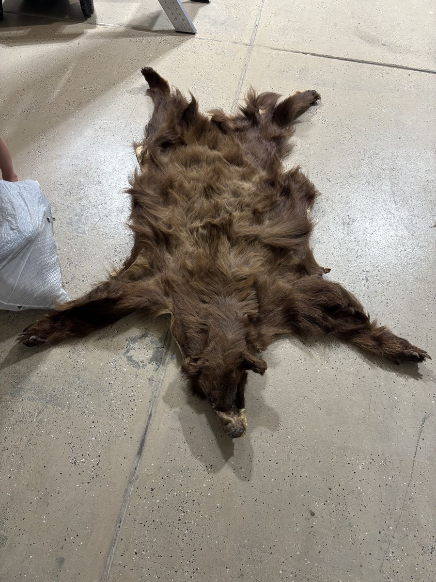 Black Bear Pelt