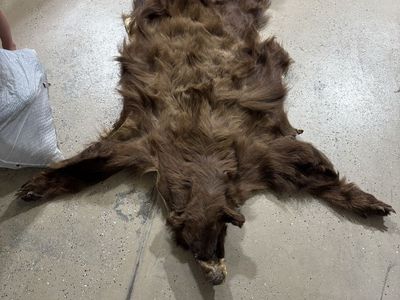 Black Bear Pelt