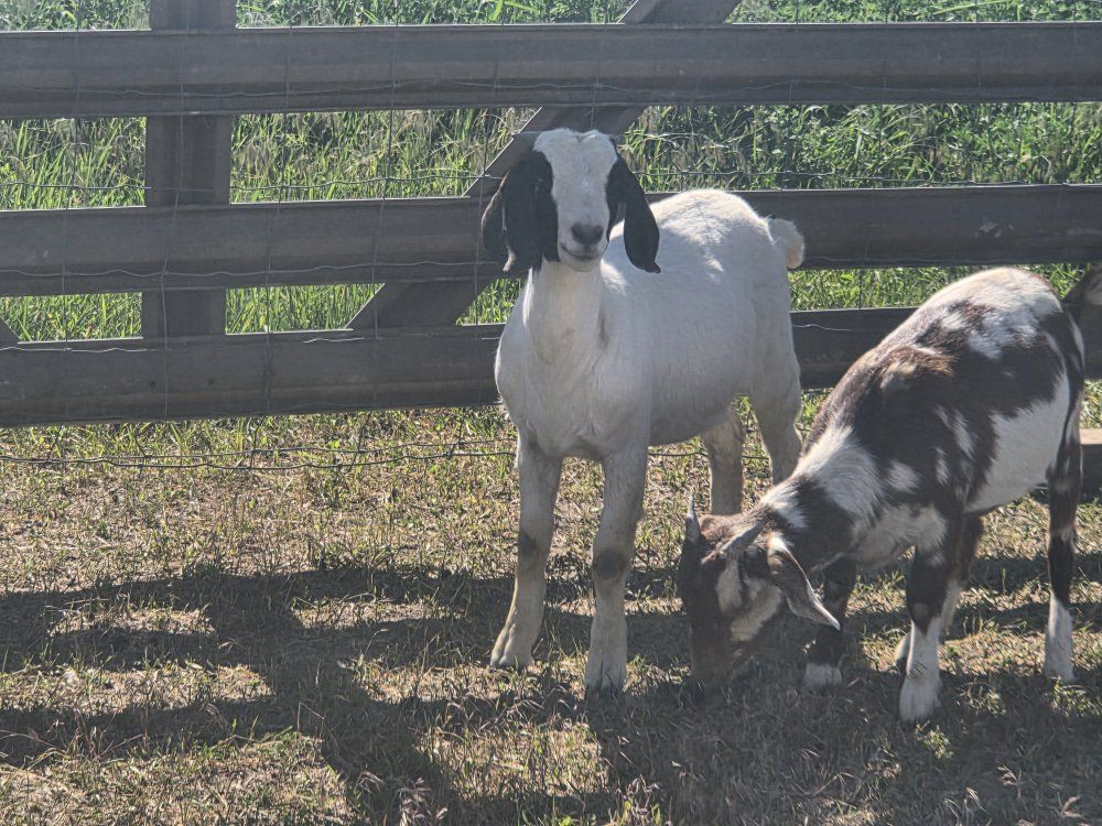 multiple doelings (boer, savanna, and nubian)