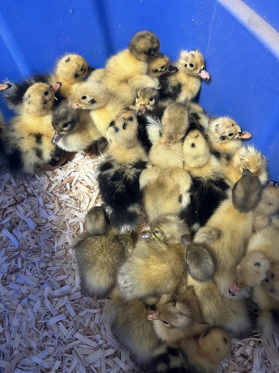 Ducklings, purebred Ancona, purebred saxony,
