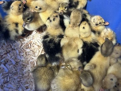 Ducklings, purebred Ancona, purebred saxony,