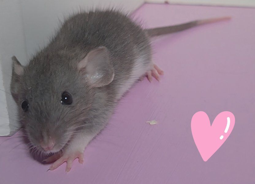 Dumbo Rats